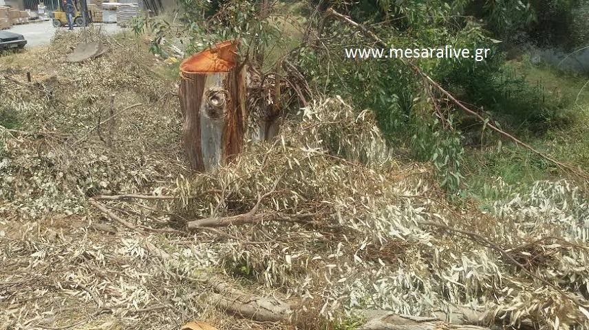 Βραδυφλεγής βόμβα τα ξερά κλαδιά των ευκαλύπτων!!!