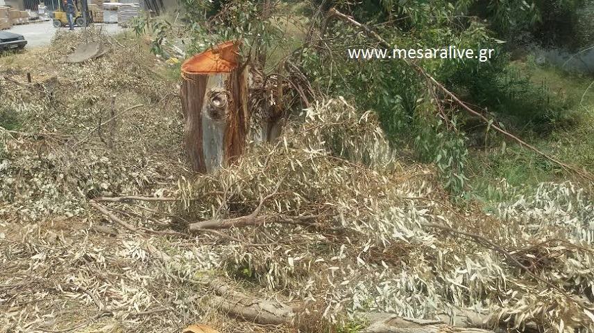 Βραδυφλεγής  βόμβα τα ξερά κλαδιά των ευκαλύπτων!!!