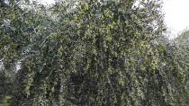 Η σχινοκαρπία στις ελιές και ο δάκος ανησυχούν τους παραγωγούς - Τι πρέπει να κάνουν