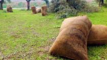 Ελαιόλαδο-Κρήτη: Ψάχνουν...φοιτητές για ράβδισμα