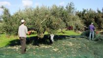 Ανομβρία: Επιστολή ελαιοπαραγωγών προς το υπουργείο Αγροτικής Ανάπτυξης και Τροφίμων-Τι αναφέρει