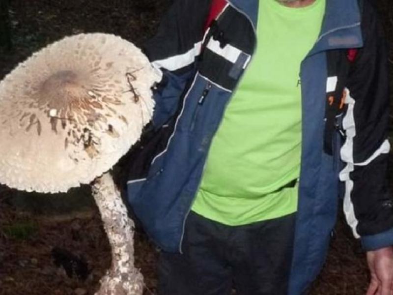 Βρήκαν μανιτάρι γίγας ύψους σχεδόν μισού μέτρου