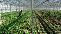 Υποχρέωση των αγροτών η διαχείριση των φυτικών υπολειμμάτων