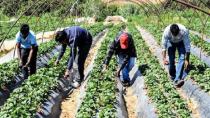 Παράνομοι μετανάστες θα λύσουν το πρόβλημα έλλειψης σε εργάτες γης