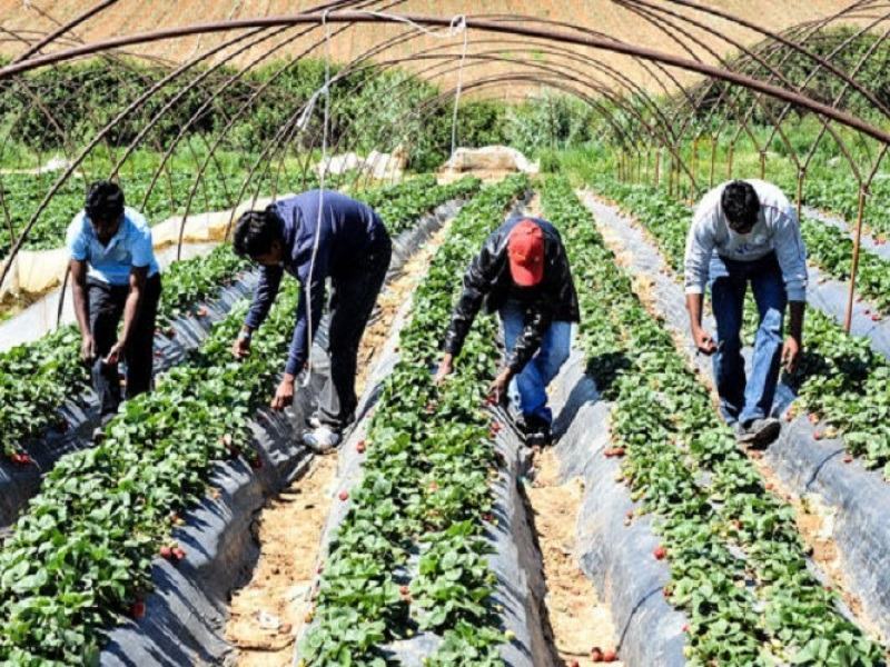 Εργάτες γης: Φάμπρικα με τις μετακλήσεις μεταναστών