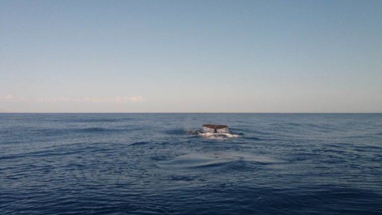 Όλο και πιο συχνές οι...επισκέψεις φαλαινών στα νερά της Κρήτης