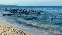 Πάνω από 160 φάλαινες εξόκειλαν σε ακτή της Δυτικής Αυστραλίας