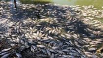 Πάνω απο ένα εκατομμύριο ψάρια νεκρά από τον καύσωνα