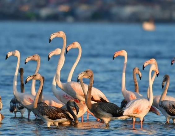 «Επέλαση» από ροζ φλαμίνγκο σε παραλία