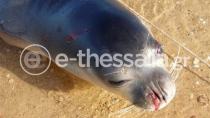Eλλάδα: Πυροβόλησαν θανάσιμα φώκια στο Πήλιο