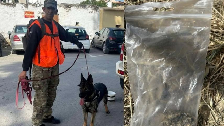 Ο Φιλοζωικός Σύλλογος Μεσσαράς «Η Αγάπη» προειδοποιεί: γέμισαν φόλες το Πετροκεφάλι!