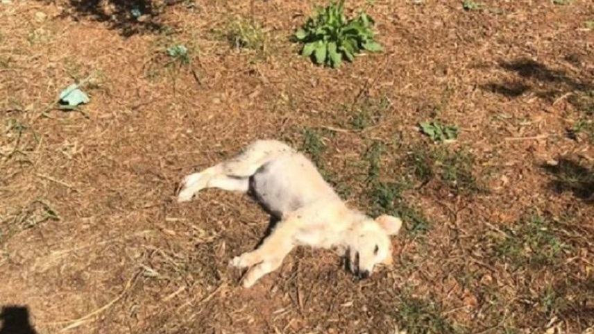 Αποτρόπαιο θέαμα με νεκρούς σκύλους σε δημοφιλή παραλία των Χανίων