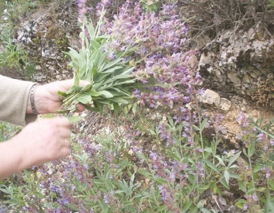 Ηλεκτρονική πλατφόρμα στην υπηρεσία του Κρητικού αγρότη