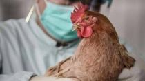 Κρούσματα γρίπης των πτηνών σε γαλοπούλες στην Πολωνία