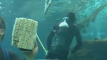 Κολυμπώντας ανάμεσα σε καρχαρίες στο Ηρακλειο! (βίντεο)