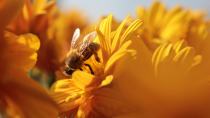 Οι μέλισσες είναι απαραίτητες για τη ζωή όλων μας και κινδυνεύουν – Να πώς μπορούμε να τις σώσουμε