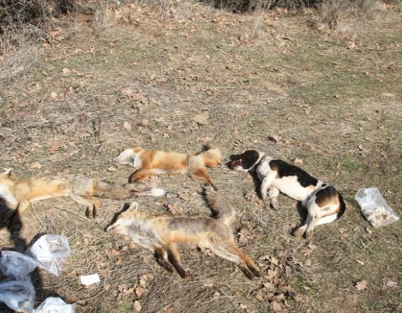 Έριχνε δηλητηριασμένα δολώματα και συνελήφθη