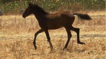 Σήμερα στη Φανερωμένη οι 16οι Ιππικοί Αγώνες