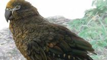Ανακαλύφθηκε το απολίθωμα του μεγαλύτερου παπαγάλου
