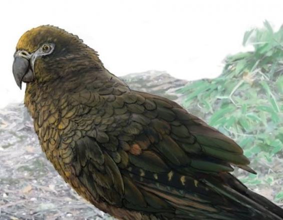 Ανακαλύφθηκε το απολίθωμα του μεγαλύτερου παπαγάλου