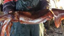 Πρέβεζα: Ψαράς «σήκωσε» καλαμάρι 8 κιλών [εικόνες]