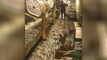 Ψάρεψαν 50 τόνους καλαμάρια σε δύο ώρες