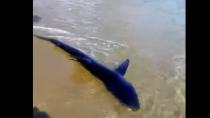 Επικίνδυνος ο καρχαρίας που εμφανίστηκε σε παραλία της Κρήτης