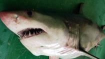 Λευκός καρχαρίας της Μεσογείου αλιεύτηκε από ψαρά