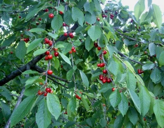 Η Γιαπωνέζα μύγα που εξολοθρεύει τις κερασιές στην Ελλάδα