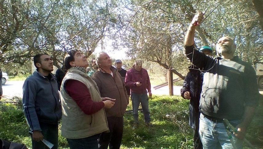 Σήμερα η εκπαιδευτική συνάντηση στο Τυμπάκι για εμβολιασμό ελαιοδέντρων