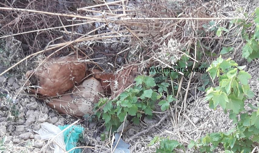 Κίνδυνος για τη δημόσια υγεία τα ψόφια ζώα σε ποτάμια…