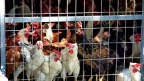 Μαθητές από την Αγία Βαρβάρα έφτιαξαν “έξυπνο” κοτέτσι