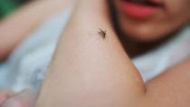 Μεταλλαγμένα κουνούπια στη Βραζιλία