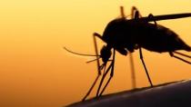 Συναγερμός για την ελονοσία και στην Κρήτη