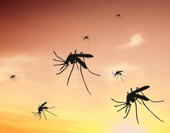 Κουνούπια: Το κόλπο για να μην σας τσιμπάνε