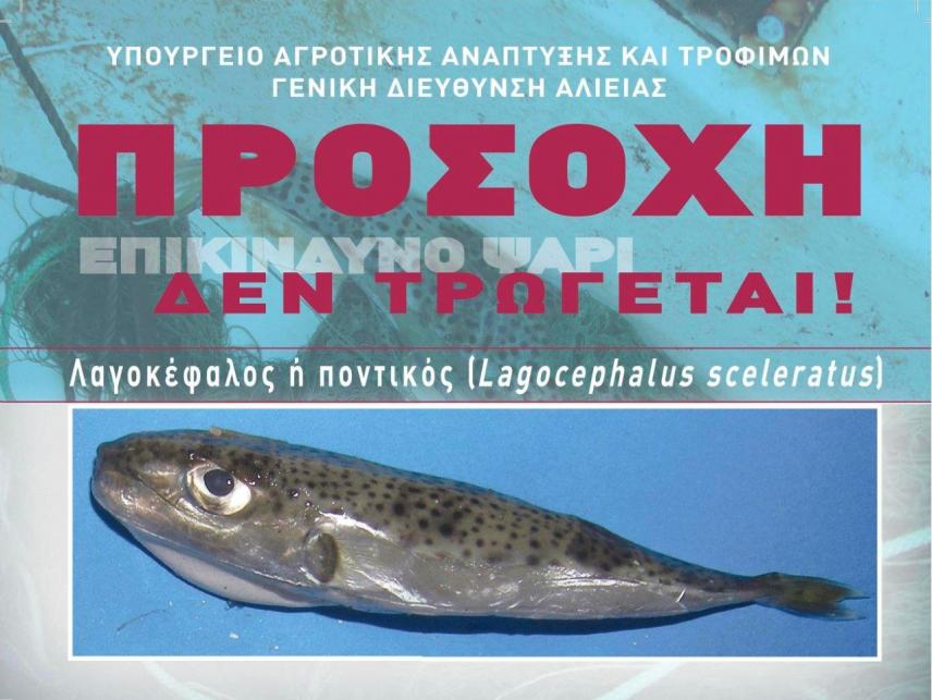 Ο λαγοκέφαλος είναι ψάρι τοξικό και επικίνδυνο