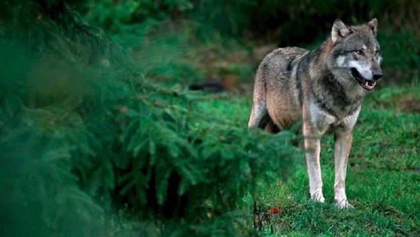 Έκαψαν το δάσος για να διώξουν τους λύκους στα Ιωάννινα!