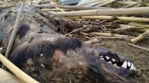 Νεκρά ζώα και σκουπίδια ξεβρασε η θάλασσα (φωτο)
