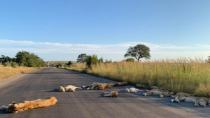 Νότια Αφρική: Λιοντάρια κοιμούνται στον άδειο δρόμο