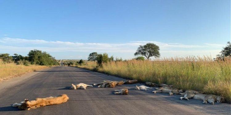 Νότια Αφρική: Λιοντάρια κοιμούνται στον άδειο δρόμο