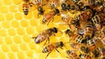 Μελισσοκόμοι Κρήτης: Οι μέλισσες «αυτοκτονούν» από την έλλειψη τροφής