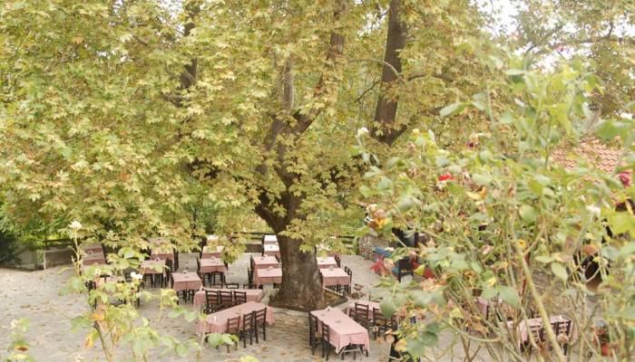 Οι γεωπόνοι σηκώνουν τα χέρια ψηλά: Η μυστηριώδης ασθένεια που εξαφανίζει κατά χιλιάδες τα πλατάνια