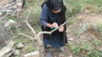 Η 88χρονη Κρητικιά που ακόμα εμβολιάζει τα δέντρα της