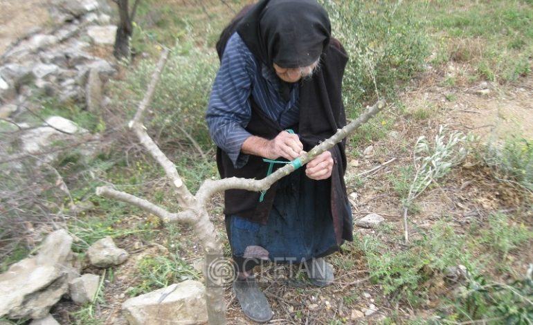 Η 88χρονη Κρητικιά που ακόμα εμβολιάζει τα δέντρα της