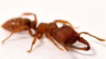 Το μυρμήγκι «Δράκουλας» κατέχει πλέον το ρεκόρ του πιο γρήγορου ζώου