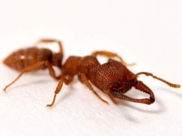 Το μυρμήγκι «Δράκουλας» κατέχει πλέον το ρεκόρ του πιο γρήγορου ζώου