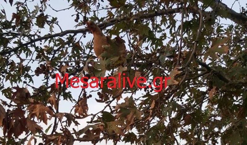 Θέμα mesaralive.gr: Και όμως οι κότες πετάνε και κάθονται στα κλαδιά του πλάτανου (φωτο)