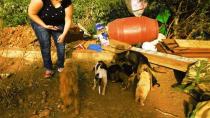 Βρέθηκαν 17 σκυλιά σε άθλια κατάσταση στη Μεσσαρά (pics)