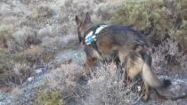 H Ντάικα και πάλι σε δράση, εντόπισε νεκρά σκυλιά σε περιοχές της Γόρτυνας