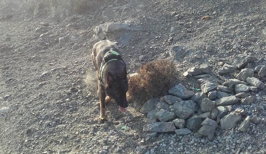 Νεκρό σκυλί μέσα σε ένα τσουβάλι εντόπισε  η Ντάικα
